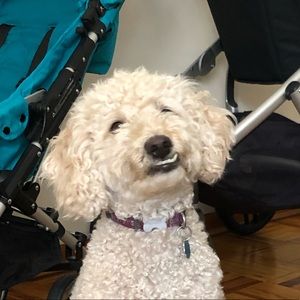 Meet your Posher, Patrick